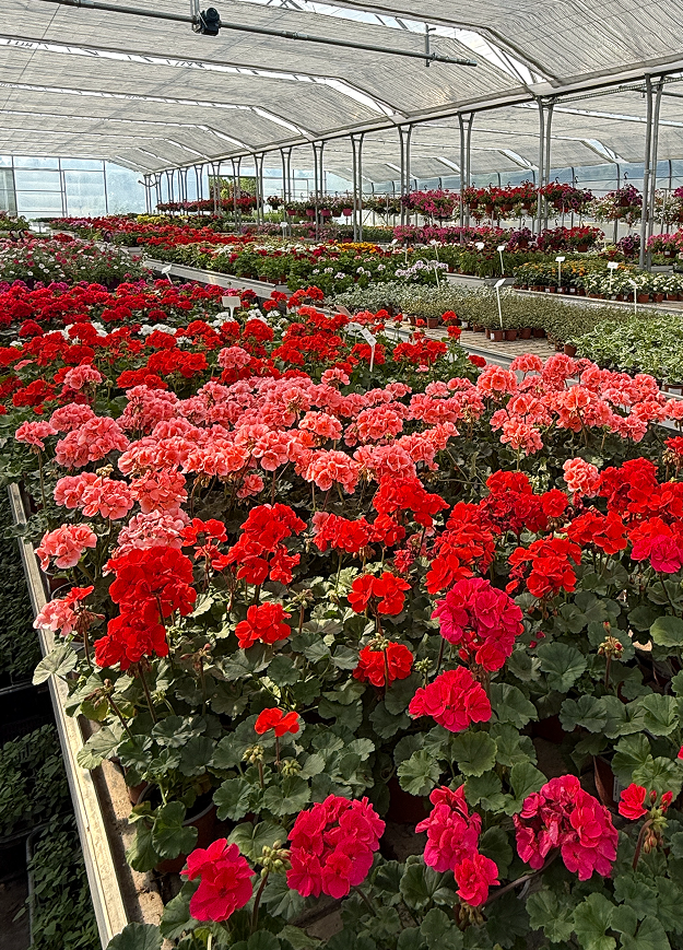 Zaremo (Duč Plant)